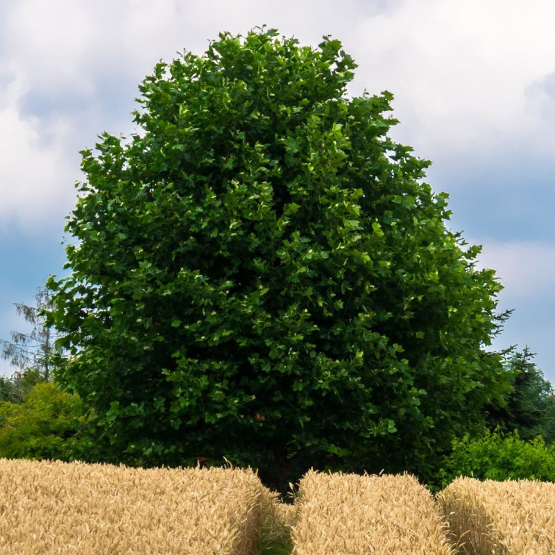 Érable trident, Érable de Buerger, Acer buergerianum