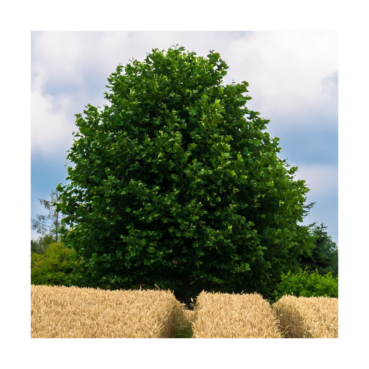 Érable trident, Érable de Buerger, Acer buergerianum Érable trident, Érable de Buerger, Acer buergerianum