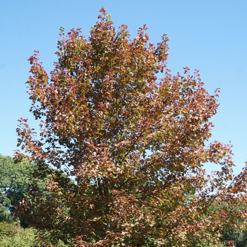 Érable freemanii Jeffersred, Acer