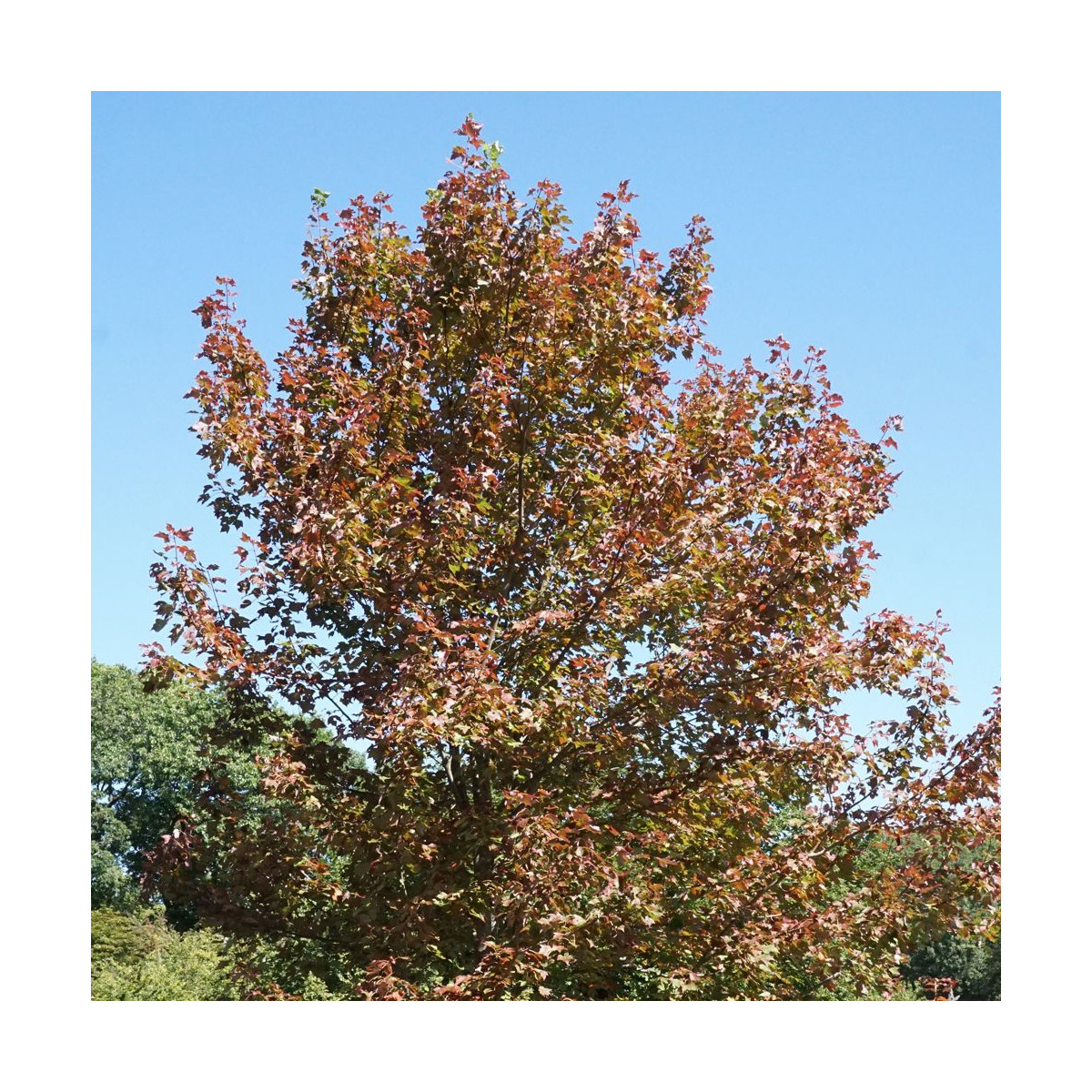 Érable freemanii Jeffersred, Acer