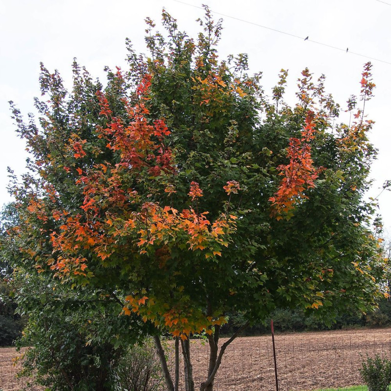 Érable rouge, Acer rubrum