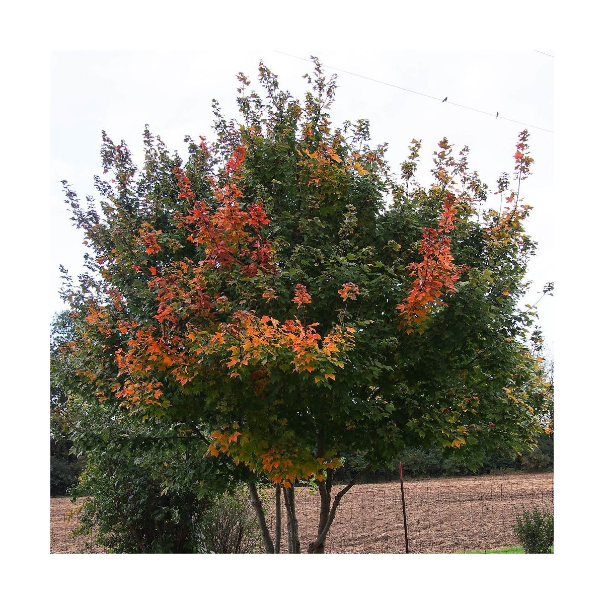 Érable rouge, Acer rubrum