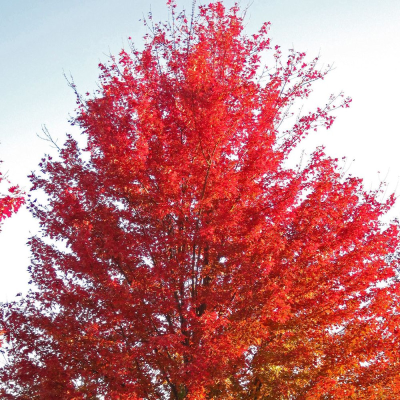 Érable freemanii Autumn Blaze, Acer