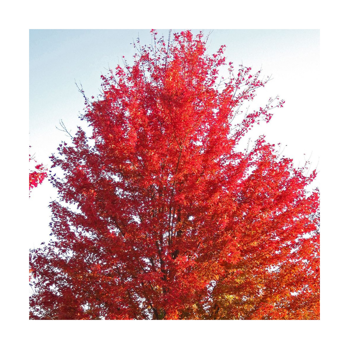 Érable freemanii Autumn Blaze, Acer