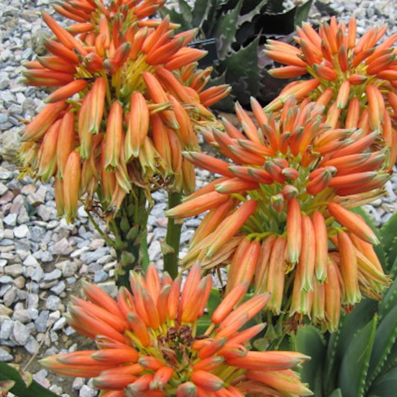 Aloe spirale