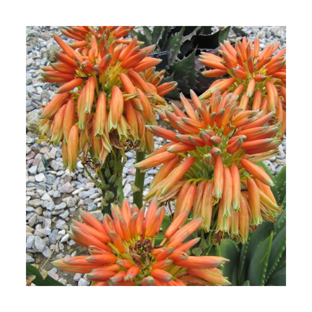 Aloe spirale