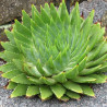 Aloe spirale