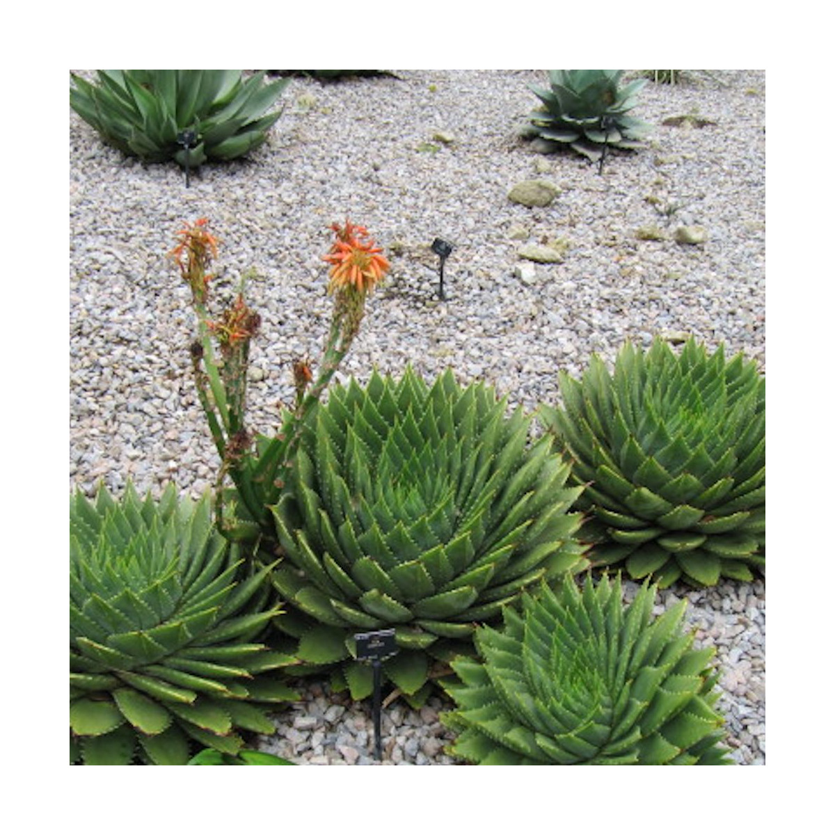 Aloe spirale
