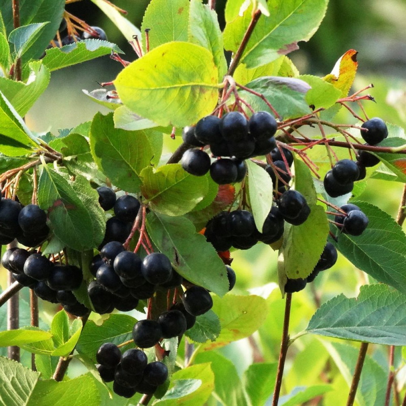Aronie melanocarpa Galicjanka, Aronia à fruits noir