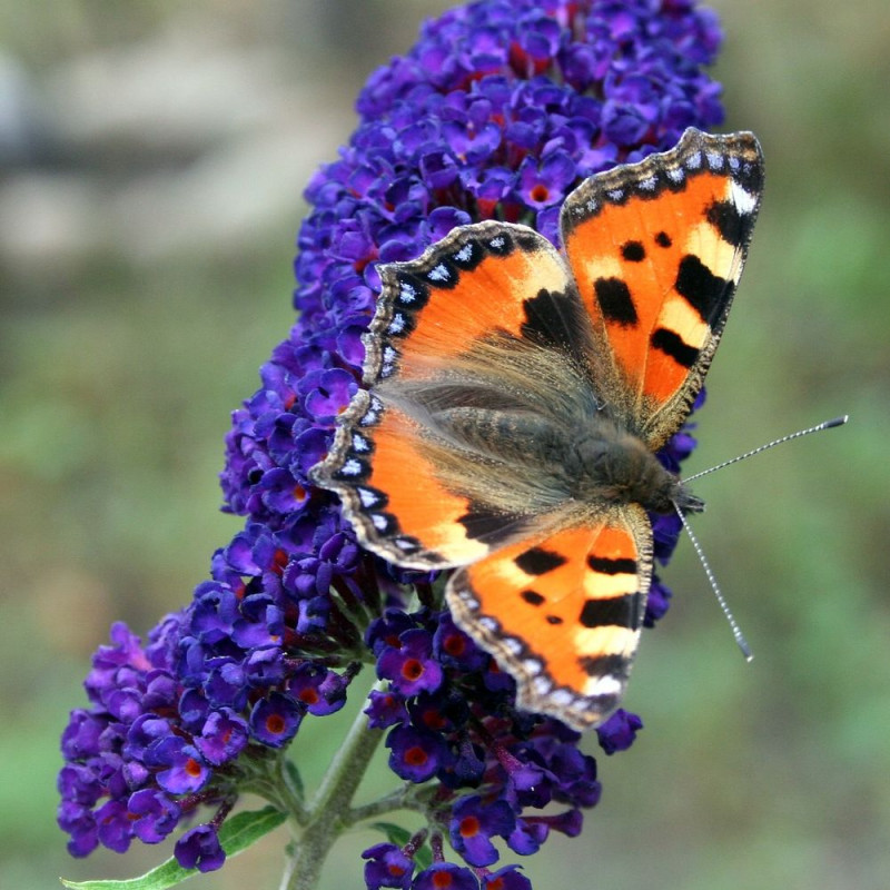 Arbre aux papillons violet Buzz™ Hit Violet, Buddleia