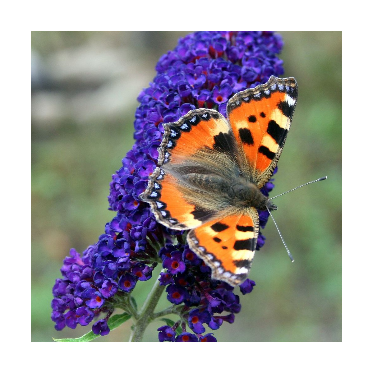 Arbre aux papillons violet Buzz™ Hit Violet, Buddleia Arbre aux papillons violet Buzz™ Hit Violet, Buddleia