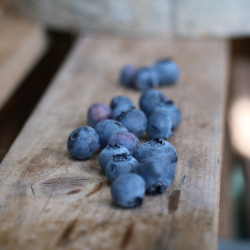 Myrtille corymbosum Ozarkblue