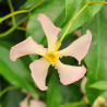 Jasmin étoilé Rose d\'Inde
