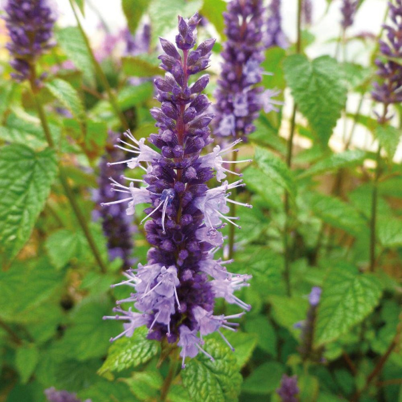 Agastache rugosa Little Adder