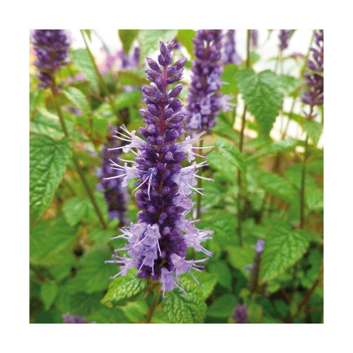 Agastache rugosa Little Adder