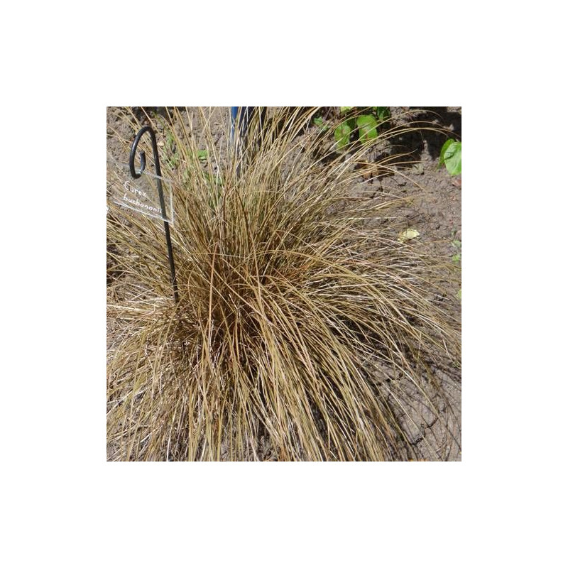 Laîche de Buchanan, Carex