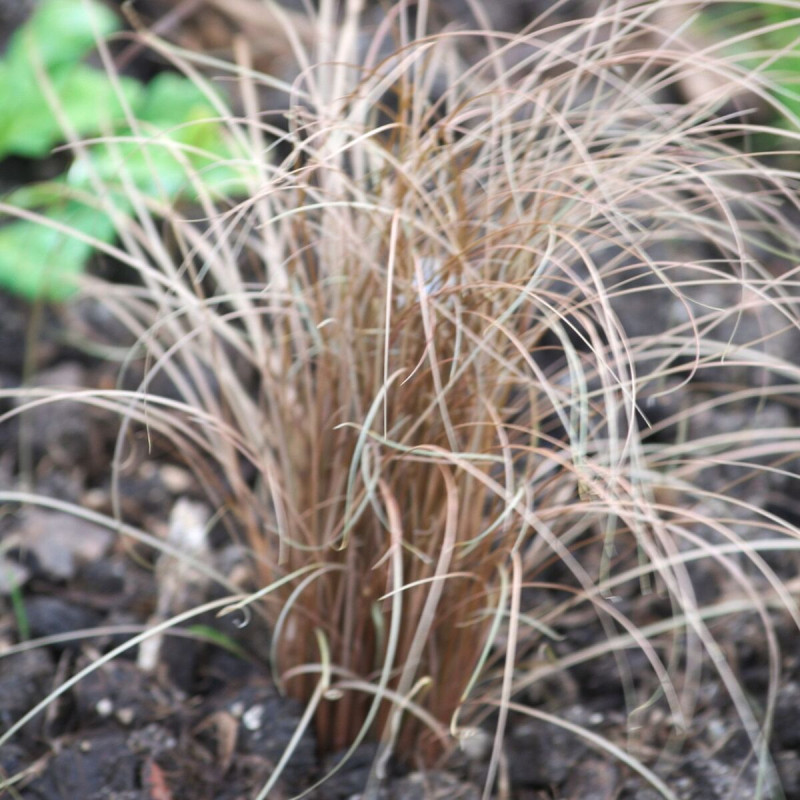 Laîche de Buchanan Bronze Form, Carex