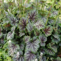 Heuchere Green Spice