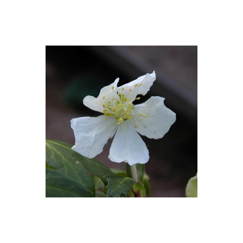 Rose de noël niger