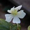 Rose de noël