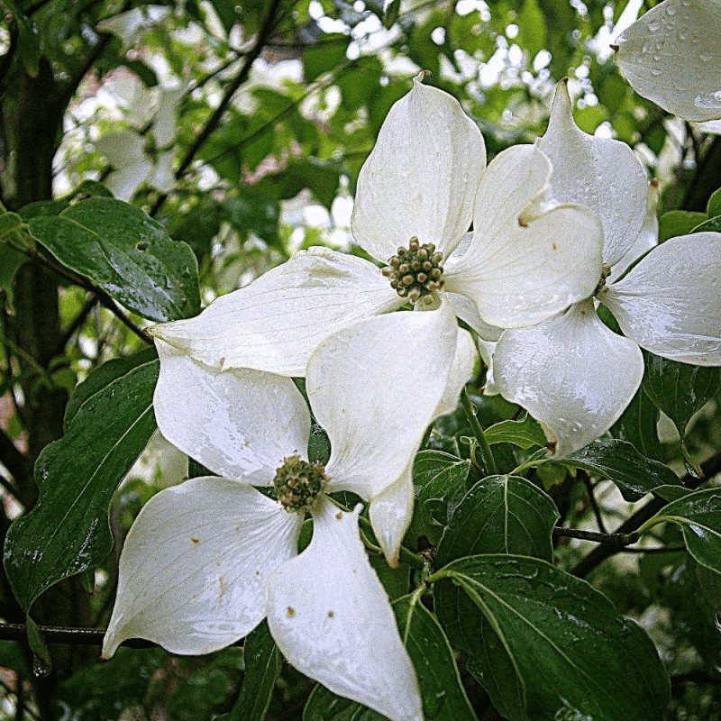 Cornouiller du Japon White Giant, Cornus kousa