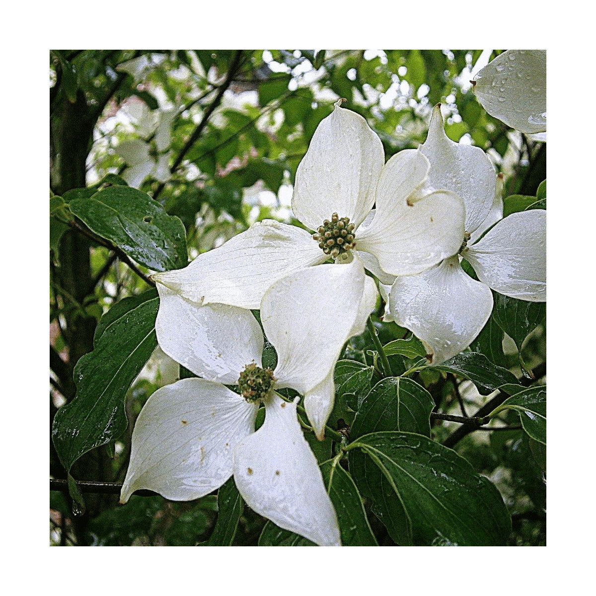 Cornouiller du Japon White Giant, Cornus kousa
