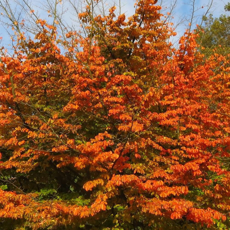 Parrotie de Perse Bella, Parrotia