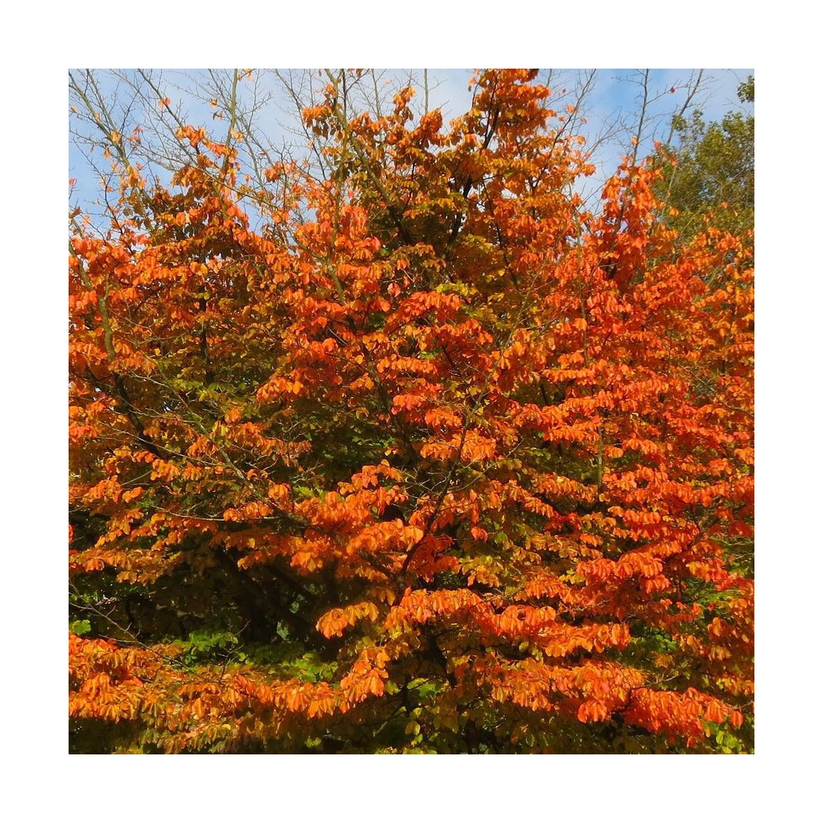 Parrotie de Perse Bella, Parrotia