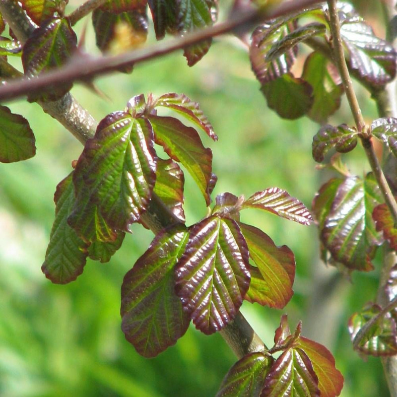 Parrotie de Perse Persian Spire, Parrotia