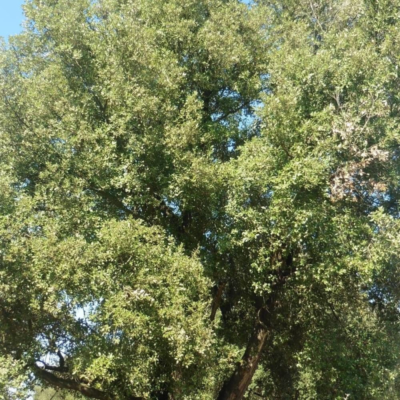 Chêne vert, Quercus ilex, Yeuse