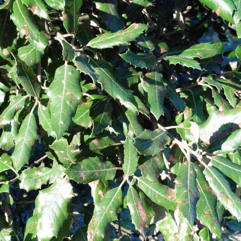 Chêne vert, Quercus ilex, Yeuse