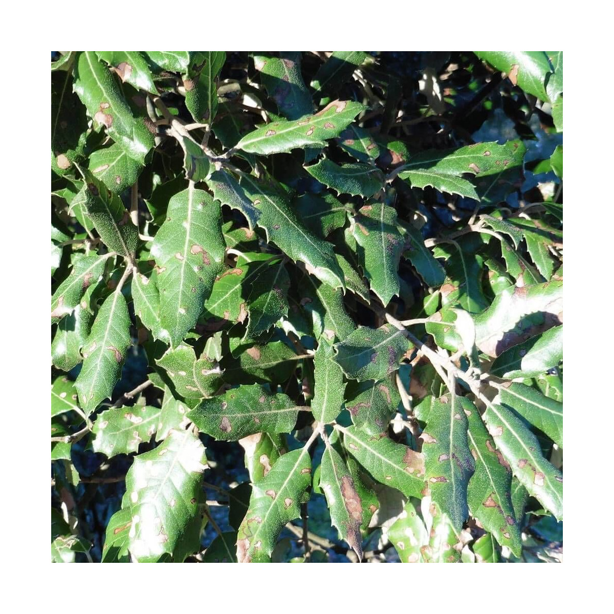 Chêne vert, Quercus ilex, Yeuse