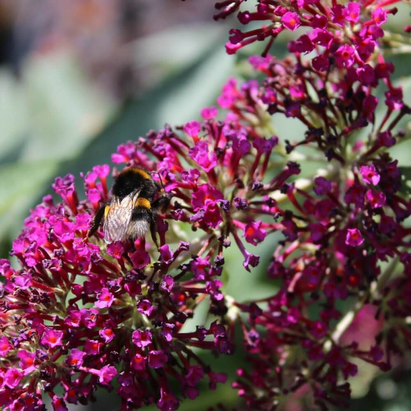Arbre aux papillons Buzz™ Hot Raspberry, Buddleia