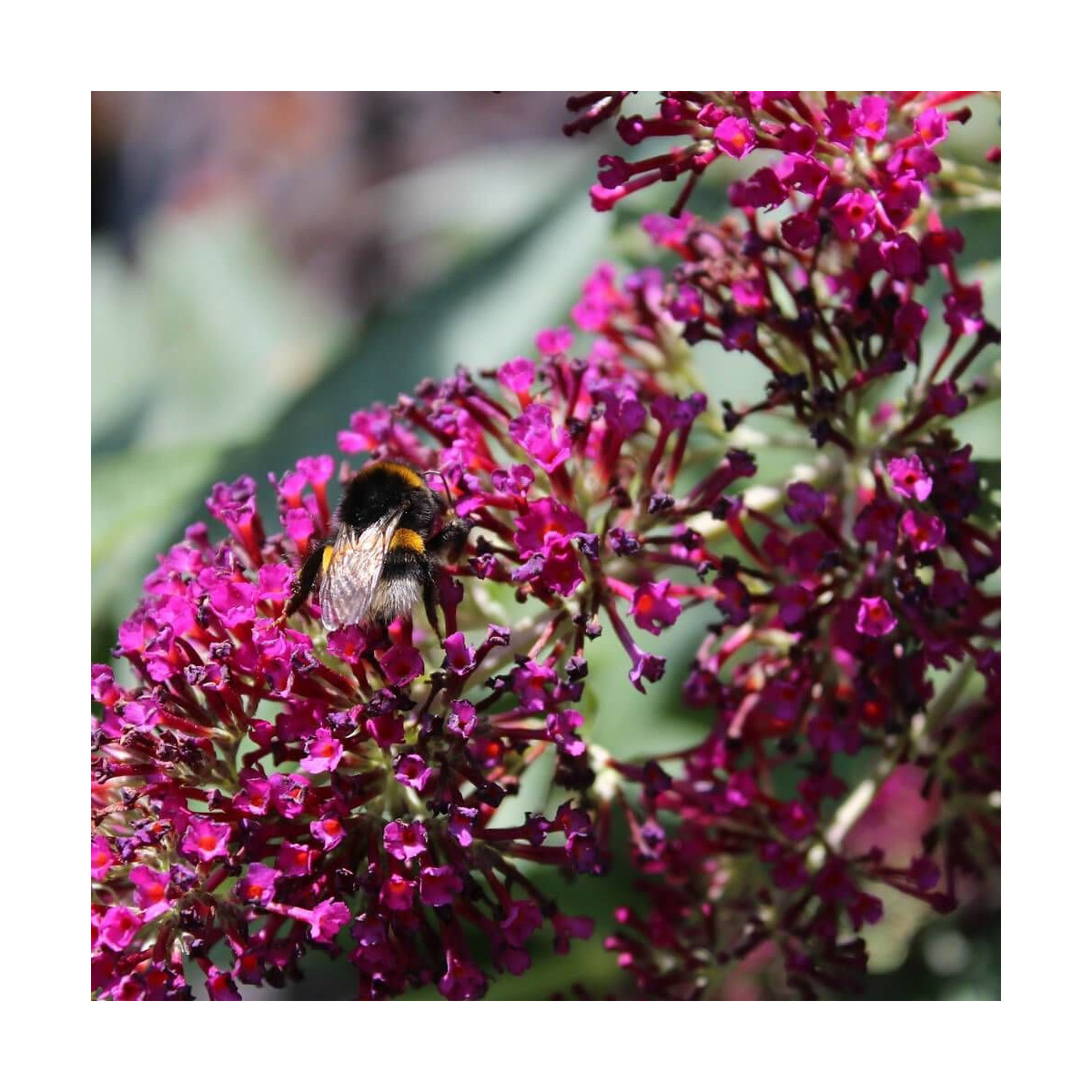 Buddleja Hot Raspberry Buddleia Buzz™ Hot Raspberry : Arbre aux papillons rose vif