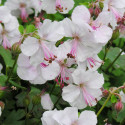 Géranium vivace Biokovo