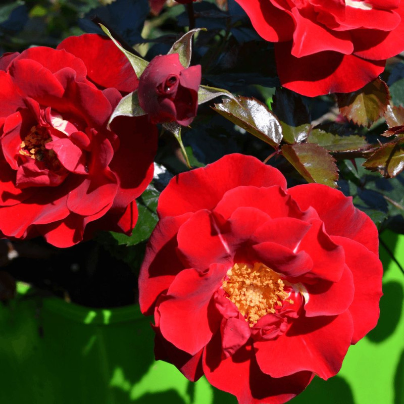 Rosier paysager Decorosier® New Vesuvia® 'Noa 71680'