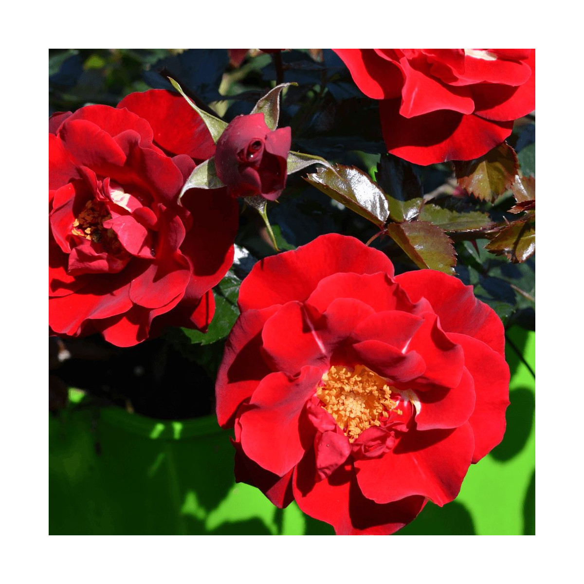 Rosier arbustif Decorosier® New Vesuvia® 'Noa 71680' Rosier arbustif Decorosier® New Vesuvia® 'Noa 71680'