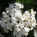 Viorne, Laurier Tin Giganteum
