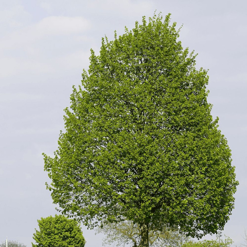 Tilleul à petites feuilles, Tilia