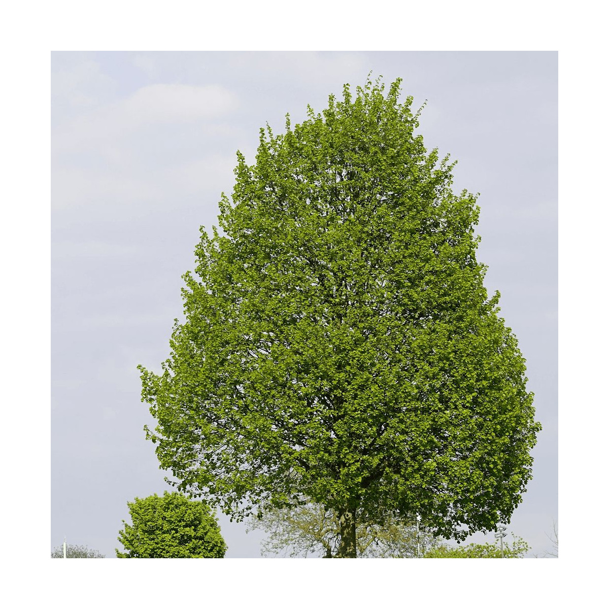 Tilleul à petites feuilles, Tilia