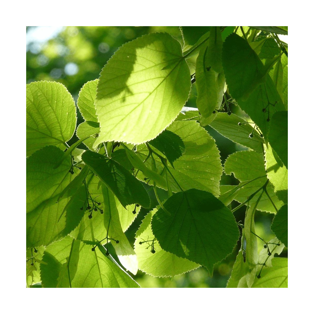 Tilleul à petites feuilles, Tilia