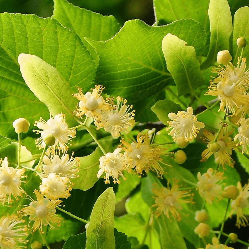 Tilleul à petites feuilles, Tilia
