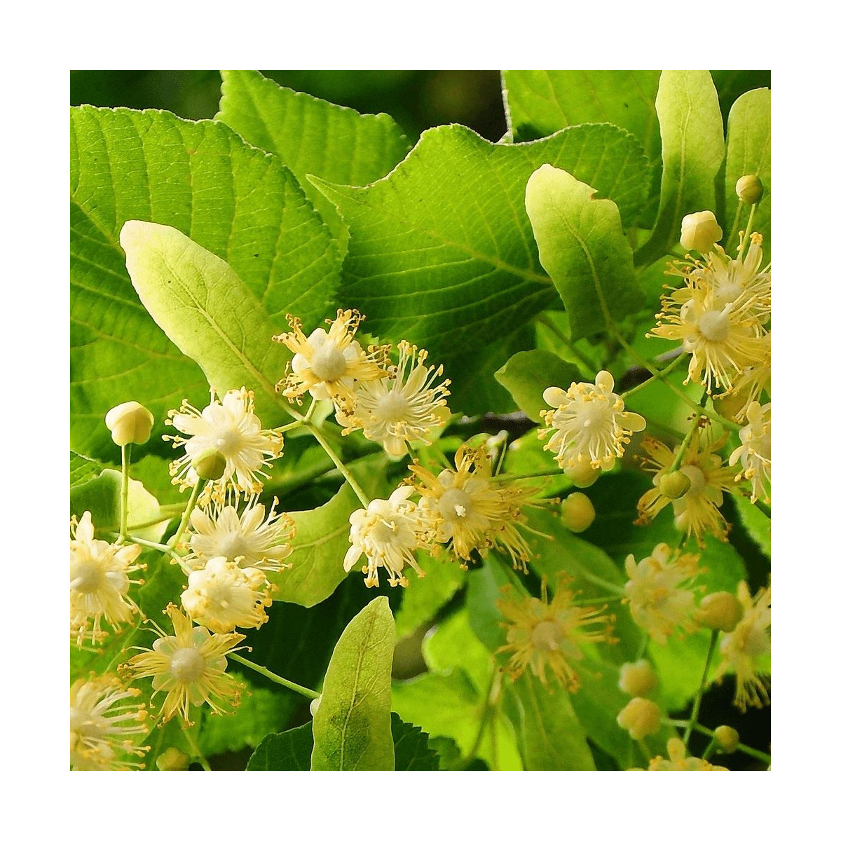 Tilleul à petites feuilles, Tilia