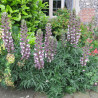 Acanthe épineuse, Acanthus