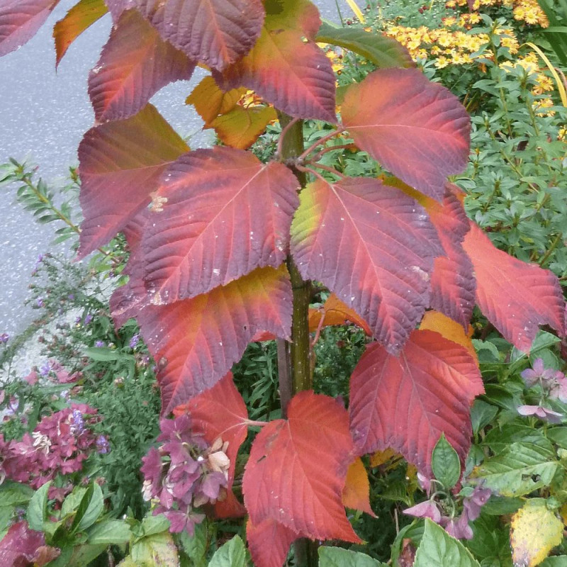 Érable jaspé de rouge, Acer pensylvanicum
