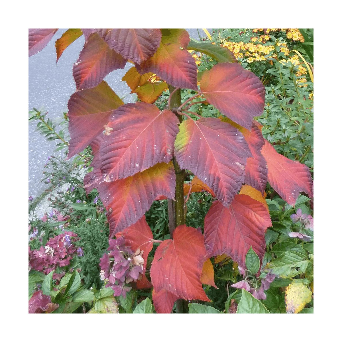 Érable jaspé de rouge, Acer pensylvanicum