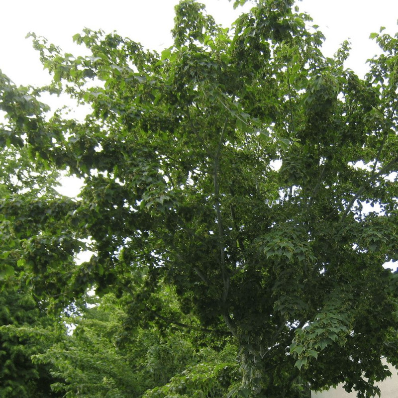Érable jaspé de rouge, Acer pensylvanicum