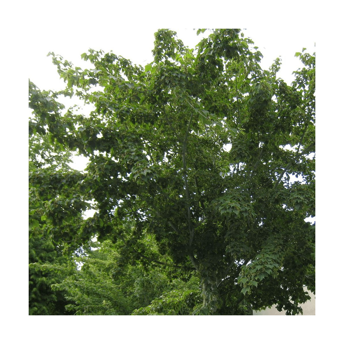 Érable jaspé de rouge, Acer pensylvanicum