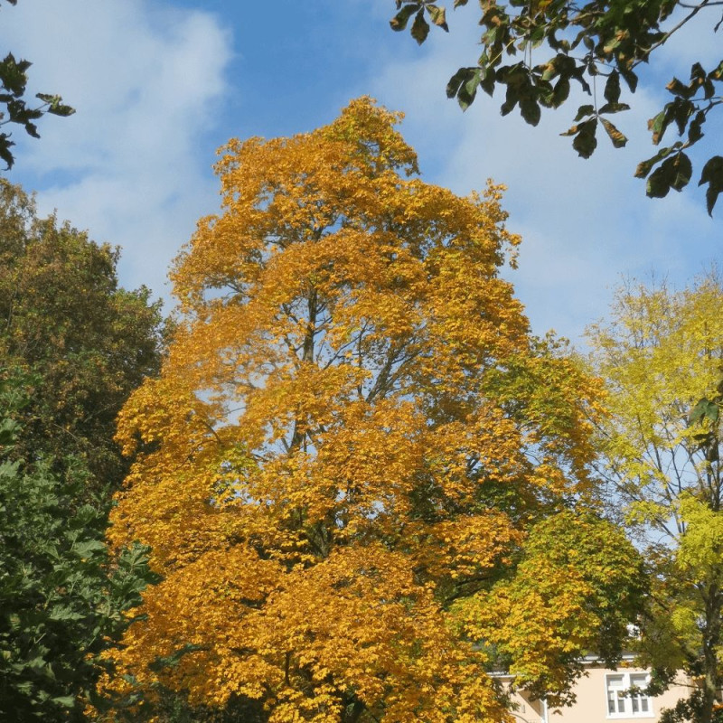 Erable à feuille de platane Farlake's green, Acer platanoides