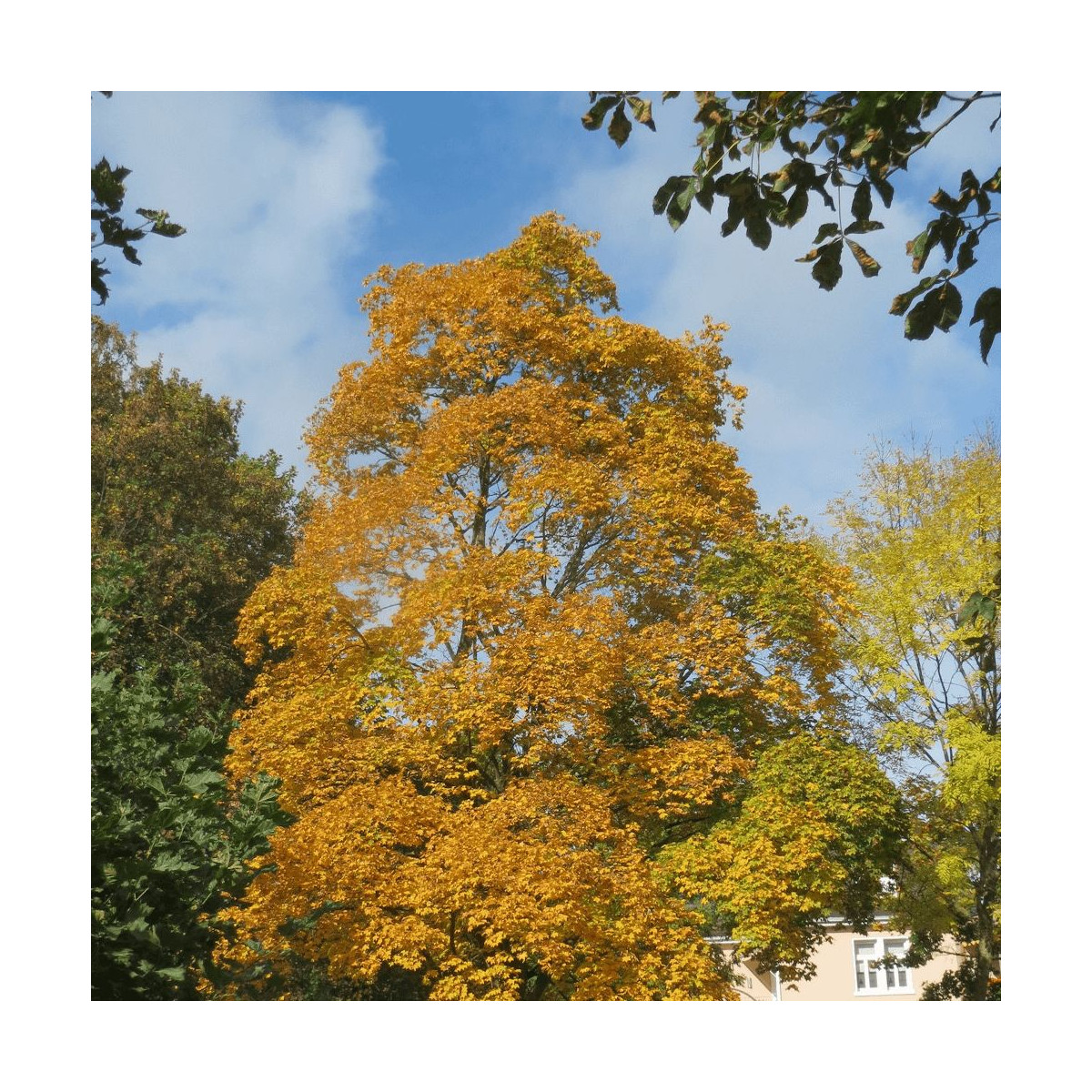 Erable à feuille de platane Farlake's green, Acer platanoides